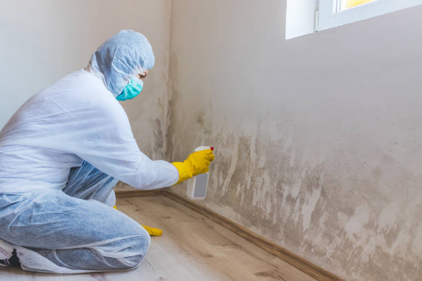 Certified Mold Removal in Remlap, AL